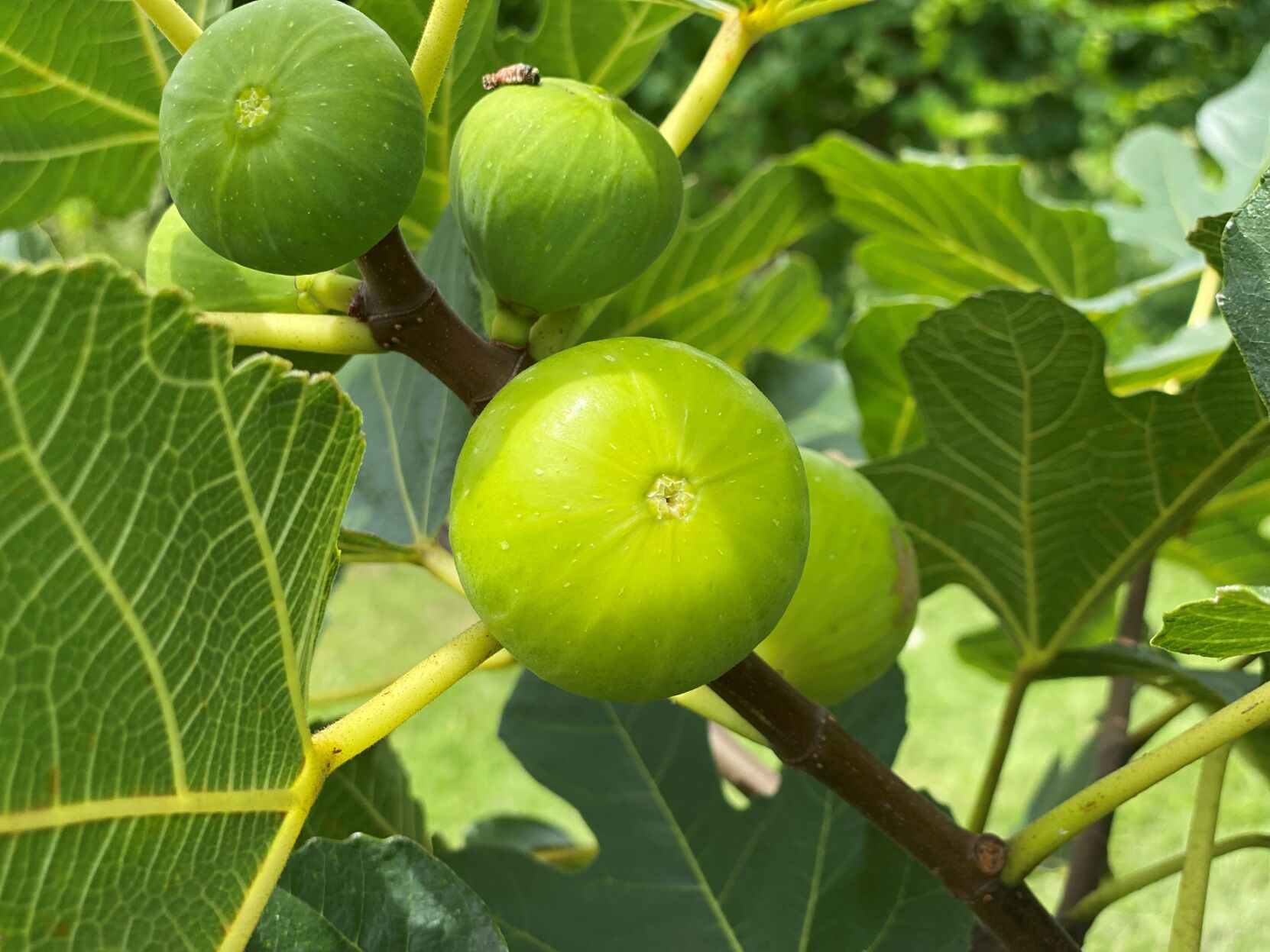 Rooted starting w/ green growth LSU gold fig tree large figs Fig pop Rooted starting w/ green growth LSU gold fig tree large figs Fig pop